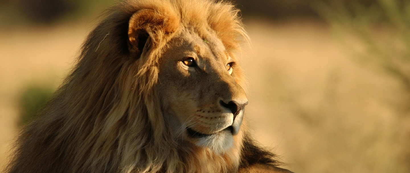 Sasan Gir